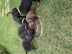 Beautiful Doberman puppies