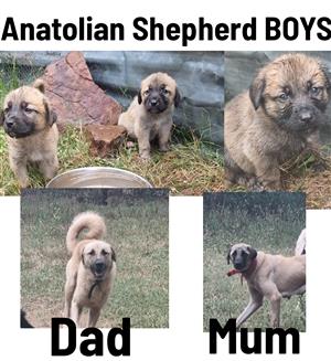 Anatolian Shepherd puppies 