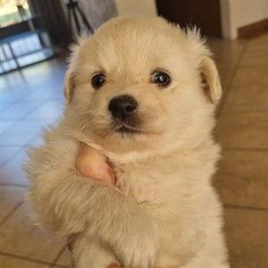 Toy Pom pups