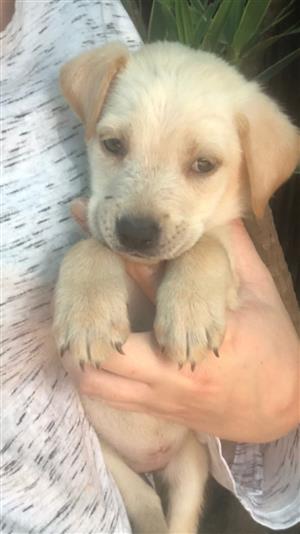 Labrador puppies