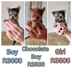 Yorky puppys for sale 