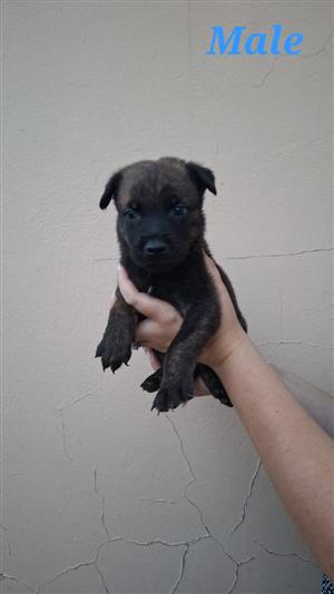 Malinois x Dutch Shepherd Puppies for Sale 