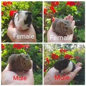 Guinea pigs