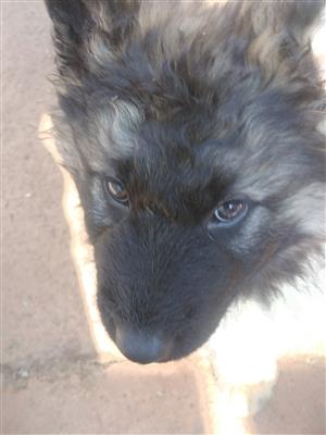 German Sheperd Puppies