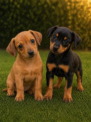 miniature dobiman pinchers 