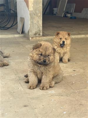 Chow chow Puppies