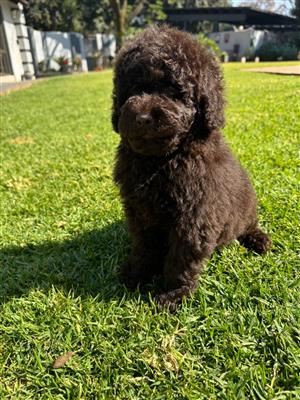 Gorgeous French poodle male available (miniature) 