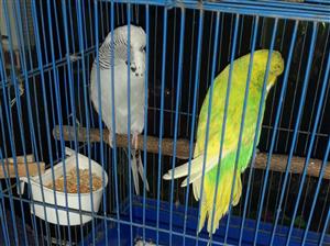 Show budgies for sale