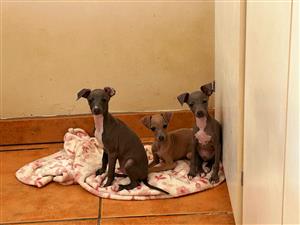 Cute Italian Greyhound Puppies