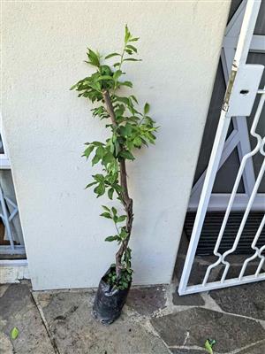 Yellow Plum Trees  (2 available)