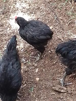 Chickens and Coturnix Quail available