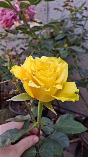Rose for sale. L size 