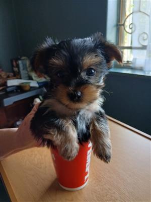 Miniature Yorkie 