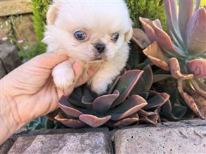 Pekingese puppy