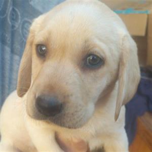 Golden Labrador Retriever puppies 