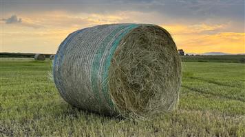 Quality Full-seed teff bales
