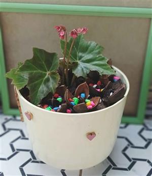 Angel Wing Begonia Plant in a Large pot