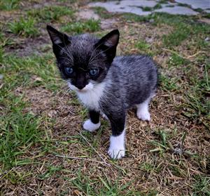 Kitten up for sale