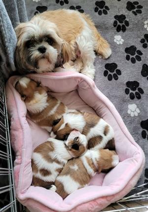 Shih Tzu puppies for sale