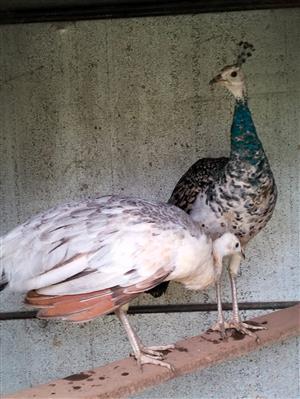 Black shoulder peacocks
