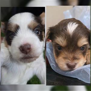 YORKIES PUPPIES 