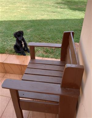 Border kollies puppy's, Black and White 