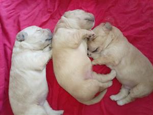 Golden Retriever Puppies