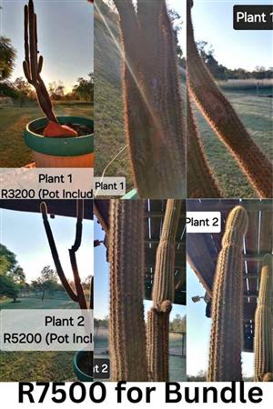  Large Mature Cactus Plants for Sale – Roodeplaat, Pretoria 
