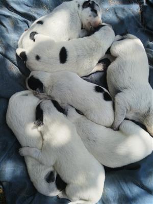 Pure bred Australian cattle dog puppies 