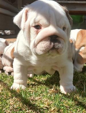 Beautiful English bulldog puppies available