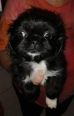 7-week old Pekingese female puppes