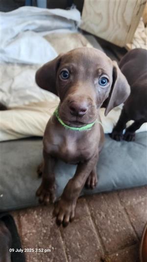 Weimaraner puppies for sale
