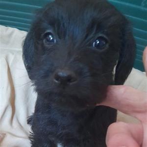 Miniature Schnauzer puppies 