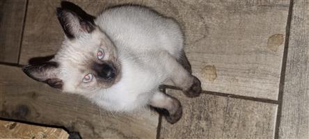 Ragdoll Siamese Kittens