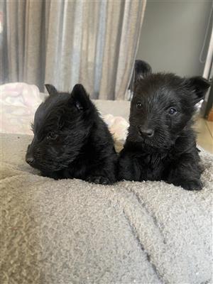 Scottish terrier puppies