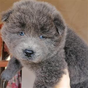 Chow chow puppies 