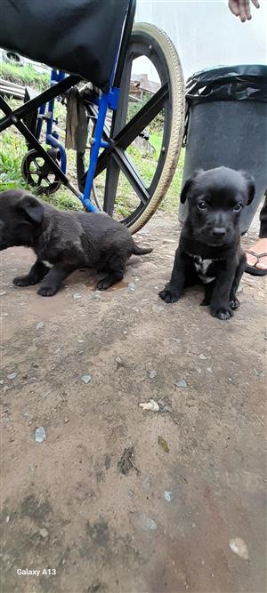 Labrador puppies