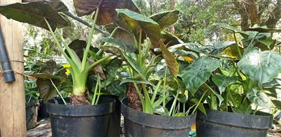ALOCASIA RUBRA