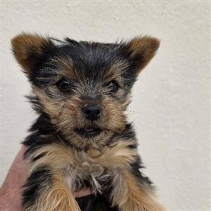 Female Yorkie 