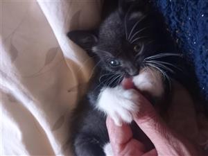 Kittens for sale 