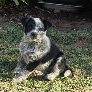 Border Collie X Cattle Dog