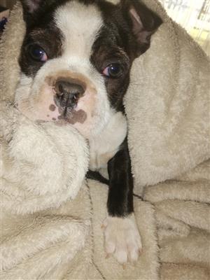 boston terrier puppies for sale junkmail