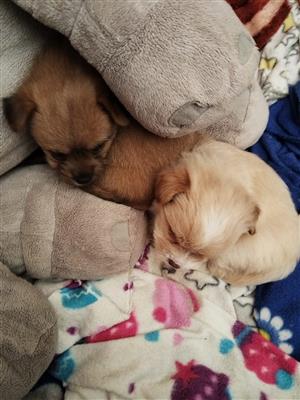 Yorkie Puppies 2 Males