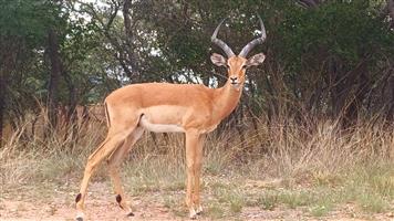 AFFORDABLE FLAT STAND IN QUIET SAFE BUSHVELD SETTING!