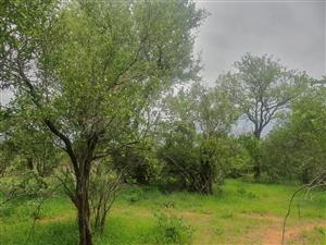 Vacant Land Residential For Sale in Hoedspruit Wildlife Estate
