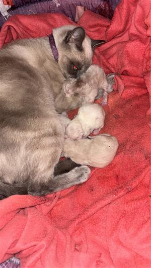 Siamese Kitten