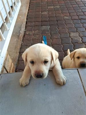 4 Beautiful Labrador puppies left