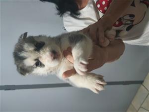 Husky puppies for sale 