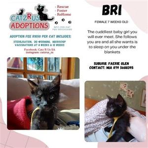 Includes Sterilisation, Vaccinations, Microchip 