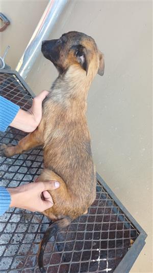 Pedigree Belgian Malinois puppies for sale.